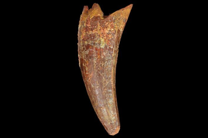 Fossil Crocodile (Elosuchus) Tooth - Morocco #81029
